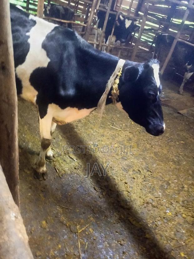 Fresian Cow Two Months to Calving
