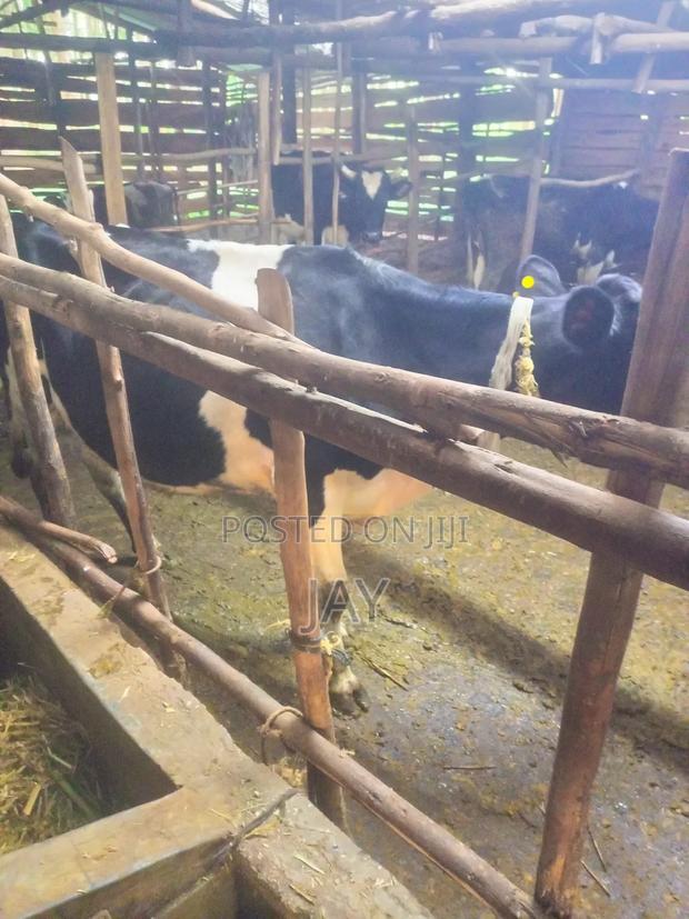 Fresian Cow Two Months to Calving - thumbnail 2