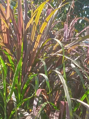 Super Napier and Red Austrian Grass