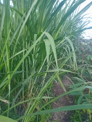 Super Napier and Red Austrian Grass