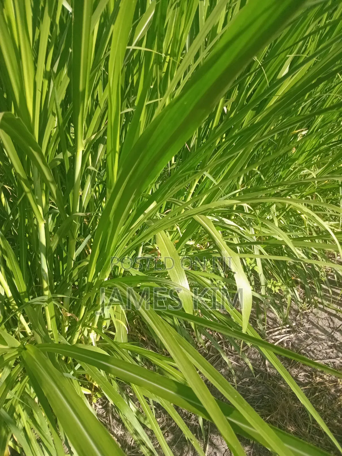 Super Napier and Red Austrian Grass