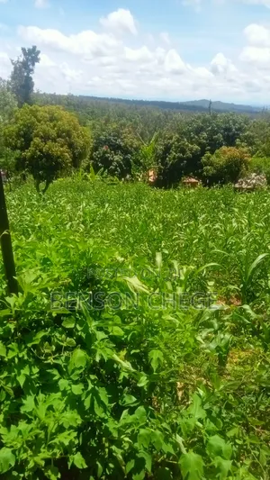 Half an Acre With Homestead