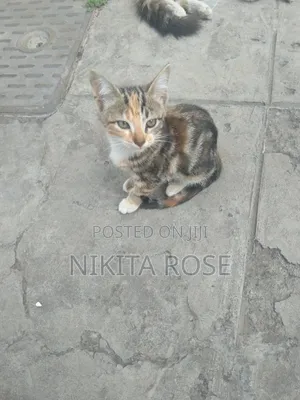 1-3 months Male Mixed Breed Persian