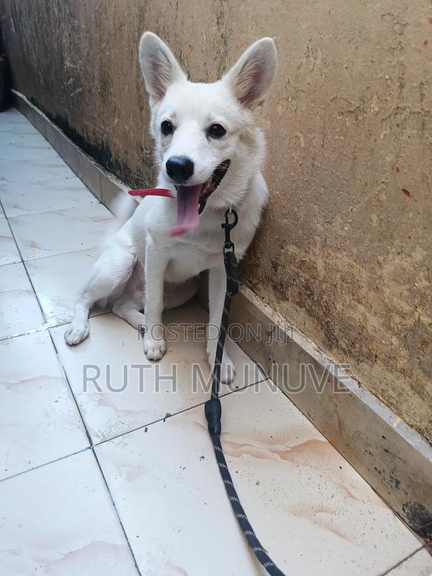 6-12 months Male Mixed Breed Japanese Spitz - thumbnail 3