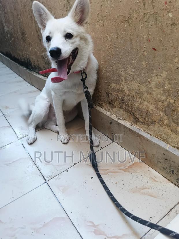 6-12 months Male Mixed Breed Japanese Spitz - thumbnail 4