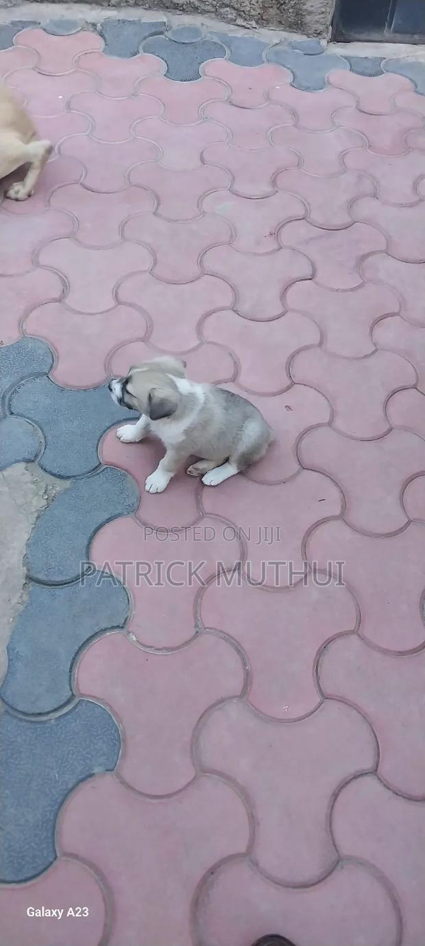 1-3 months Male Mixed Breed Boerboel