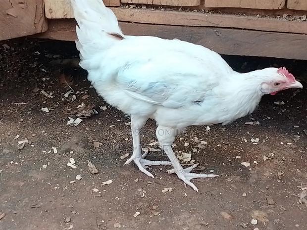 Kienyeji for Sale
