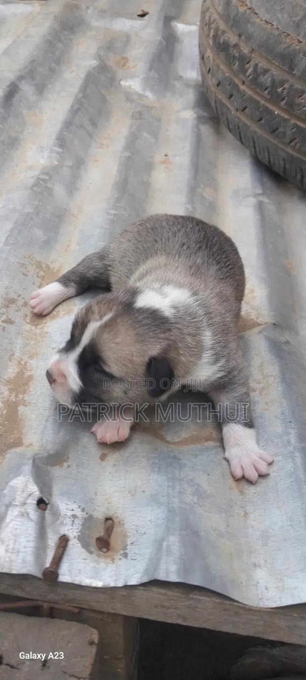 1-3 months Male Mixed Breed Boerboel - thumbnail 6