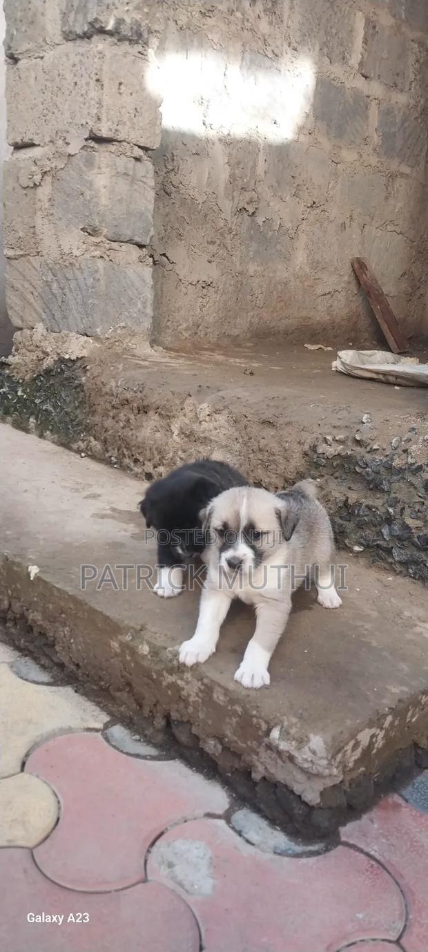 1-3 months Male Mixed Breed Boerboel - thumbnail 7