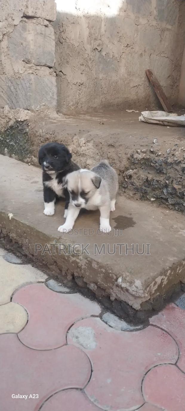 1-3 months Male Mixed Breed Boerboel - thumbnail 8
