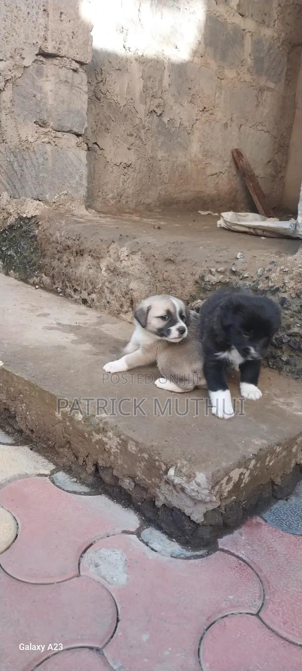 1-3 months Male Mixed Breed Boerboel - thumbnail 9