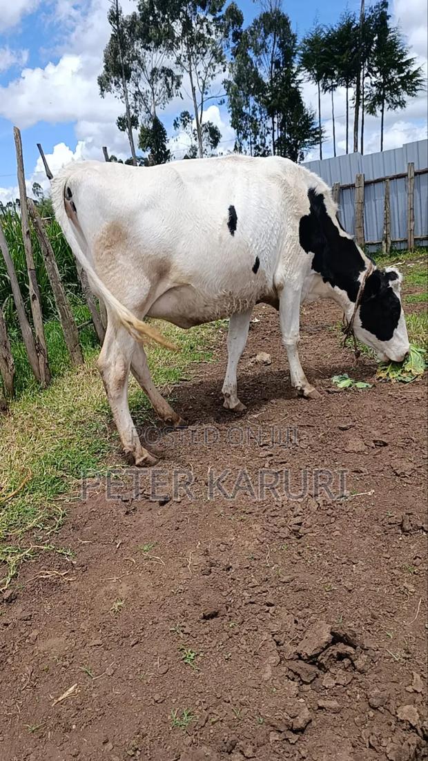 Frisian Dairy - thumbnail 2