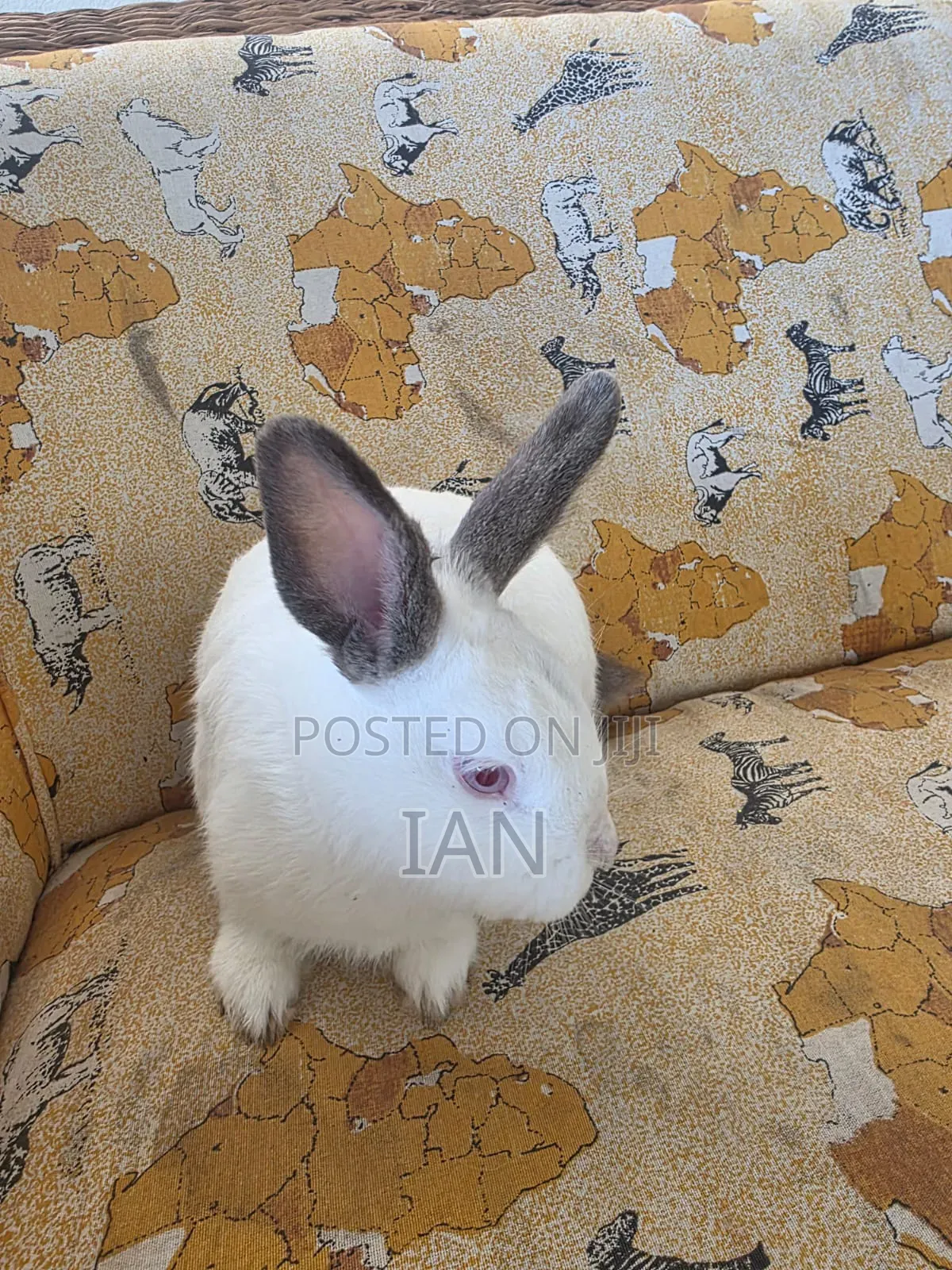 Rabbit for Sale