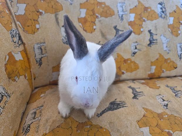 Rabbit for Sale - thumbnail 2