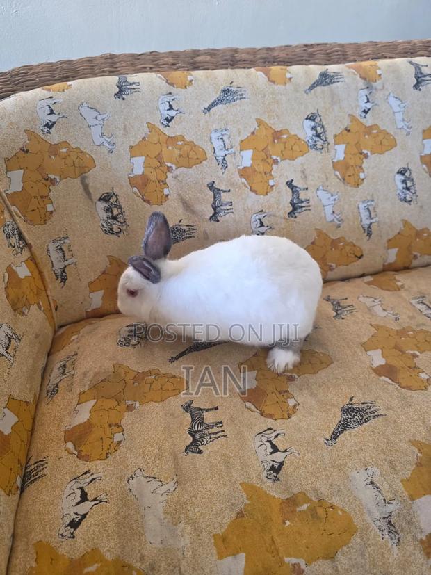 Rabbit for Sale - thumbnail 3