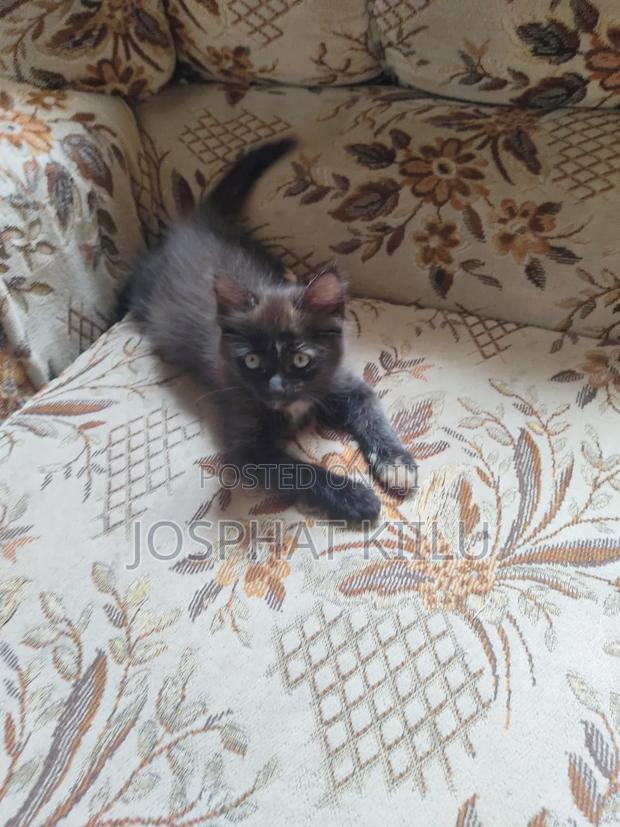 1-3 months Female Mixed Breed Cat - thumbnail 2
