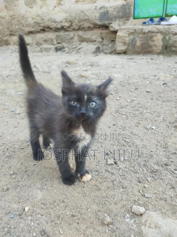 1-3 months Female Mixed Breed Cat - thumbnail 3