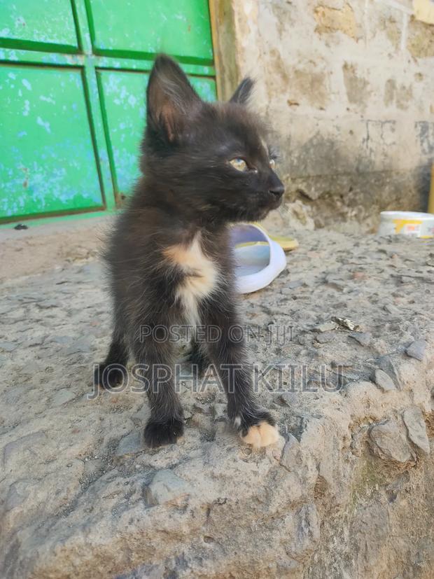 1-3 months Female Mixed Breed Cat - thumbnail 4