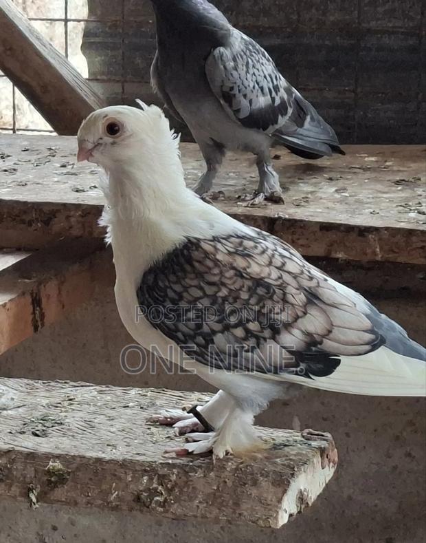 Male Sattnett