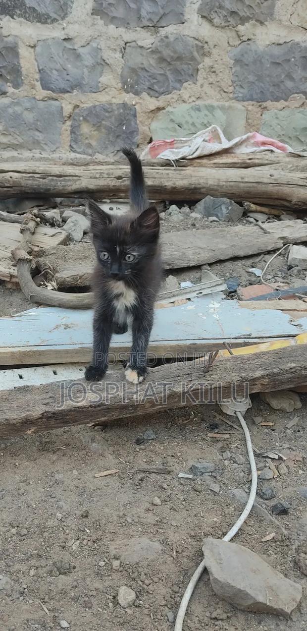 1-3 months Female Mixed Breed Cat