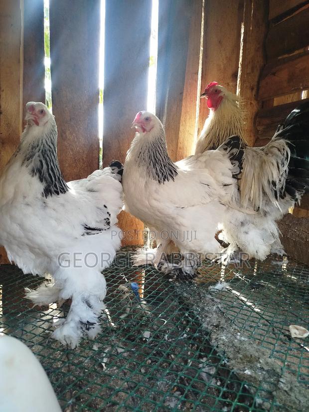 White Columbian Brahma