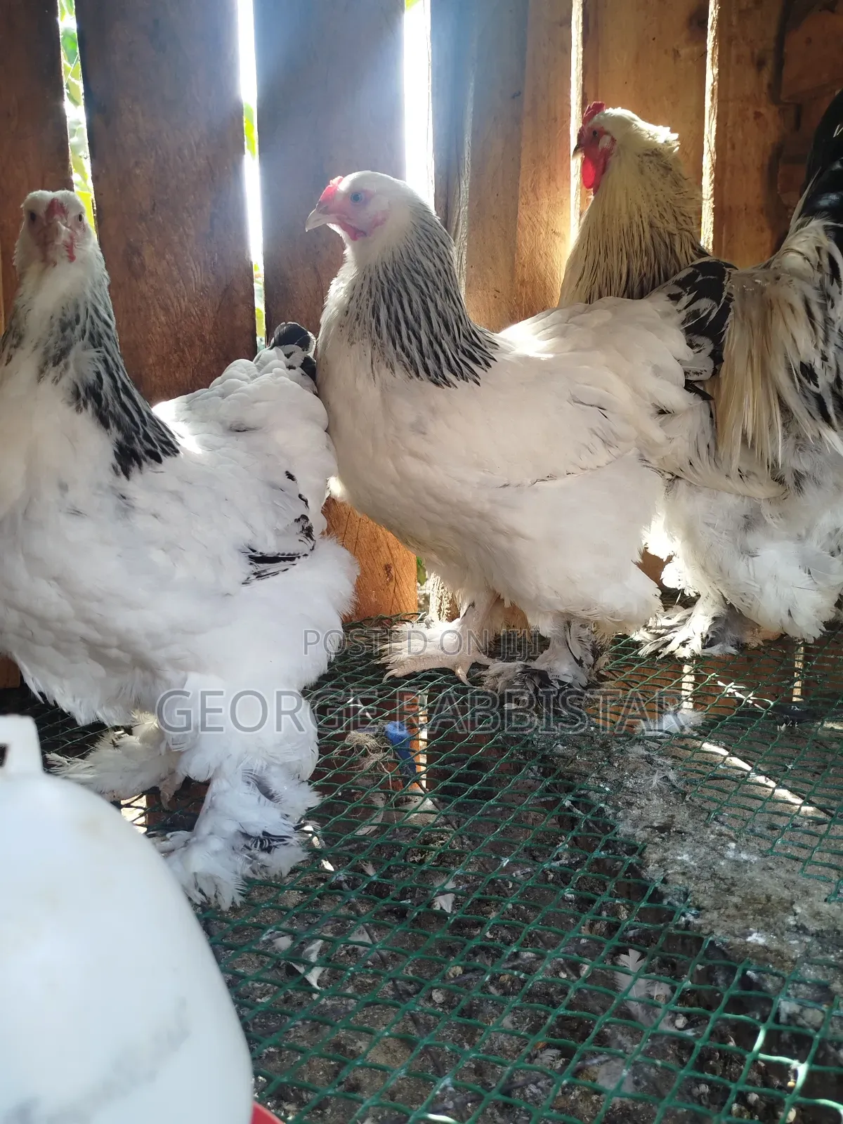 White Columbian Brahma