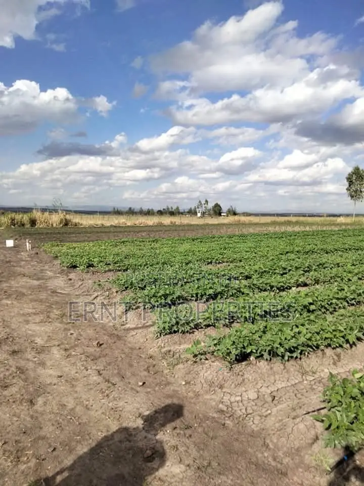 Dragon Fruit Farm — 16 Acres Earning-Ready*