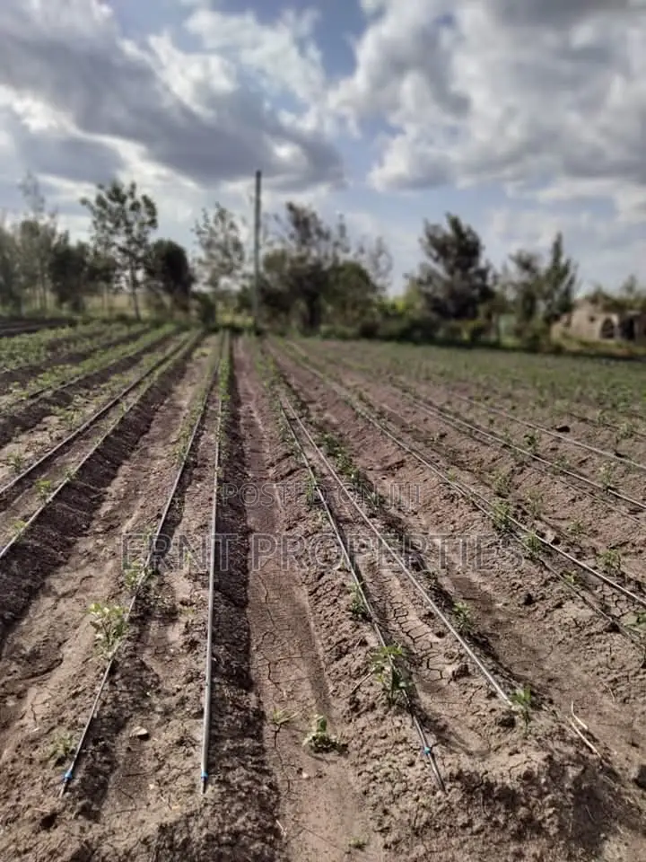 Dragon Fruit Farm — 16 Acres Earning-Ready*