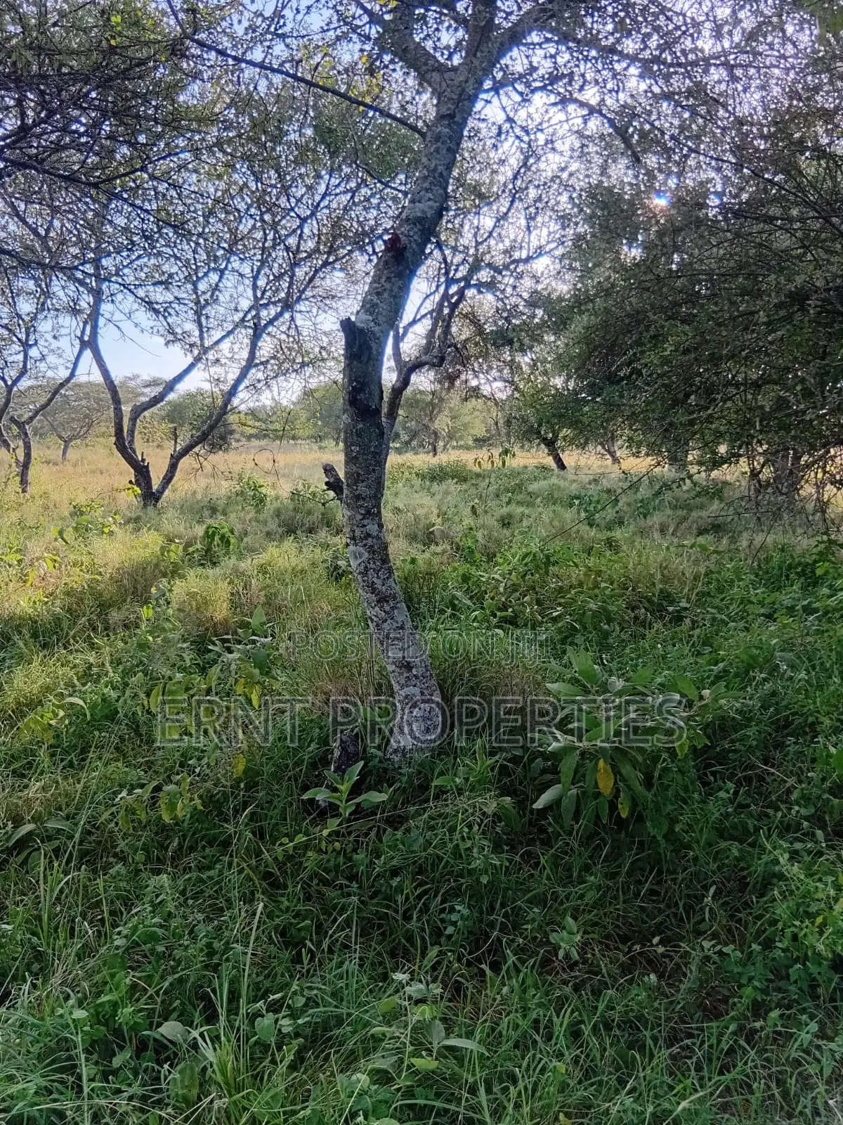 Dragon Fruit Farm — 16 Acres Earning-Ready*