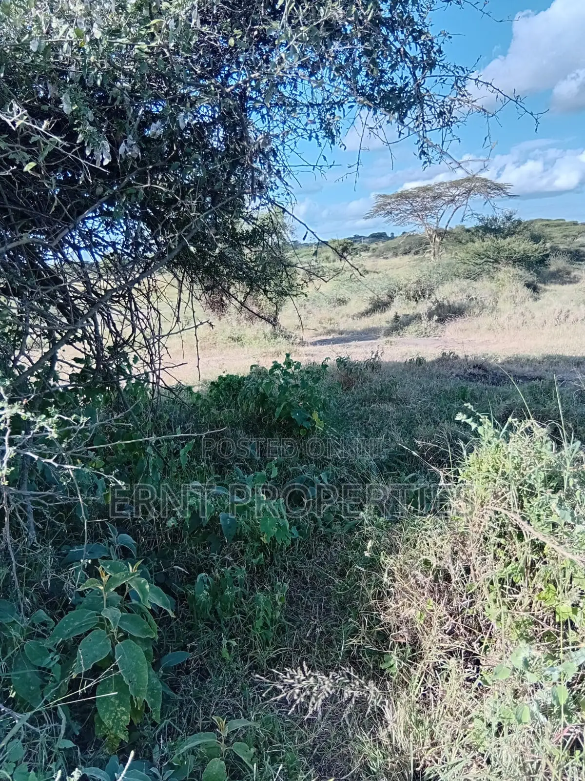 Dragon Fruit Farm — 16 Acres Earning-Ready*