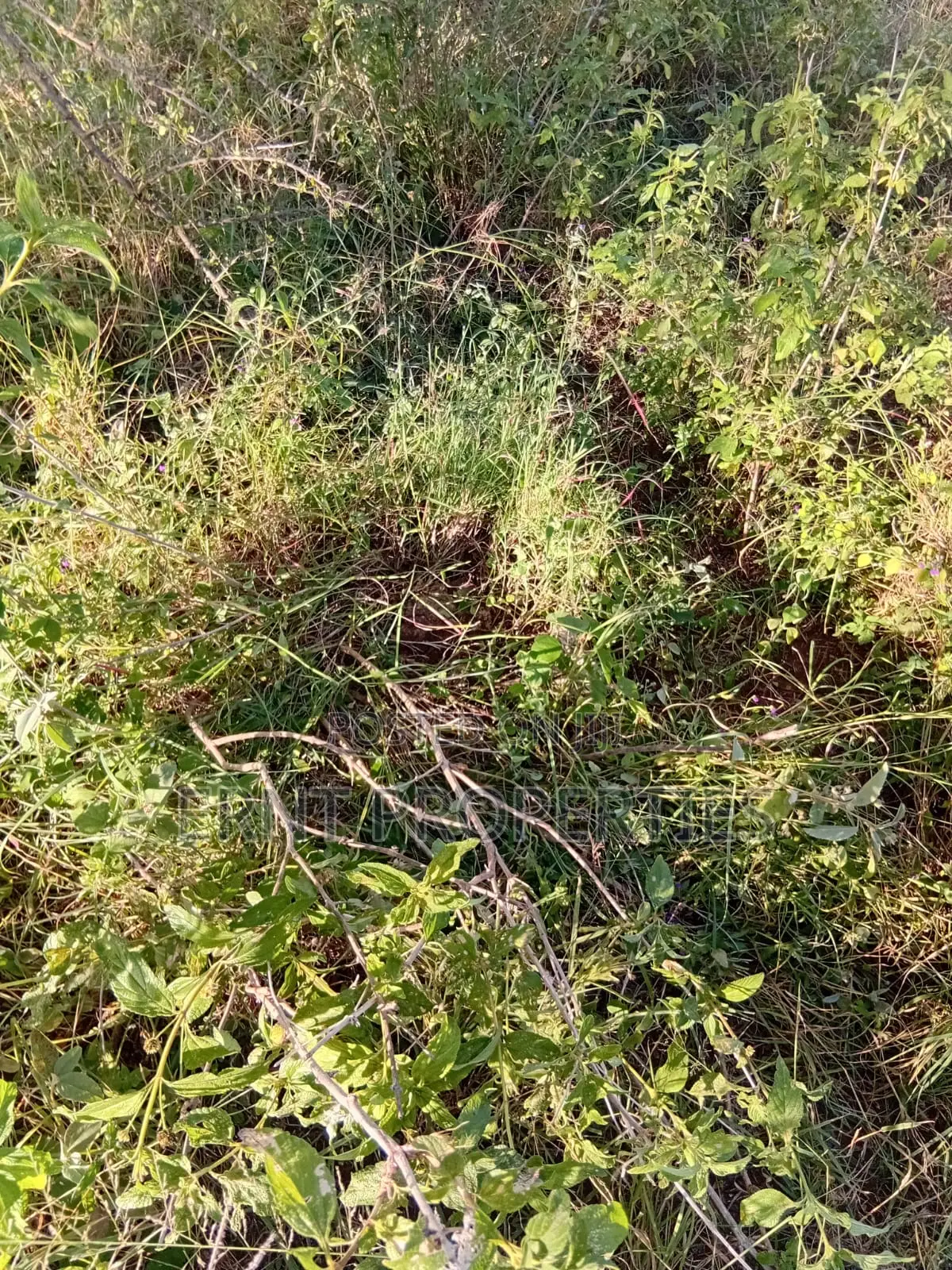 Dragon Fruit Farm — 16 Acres Earning-Ready*