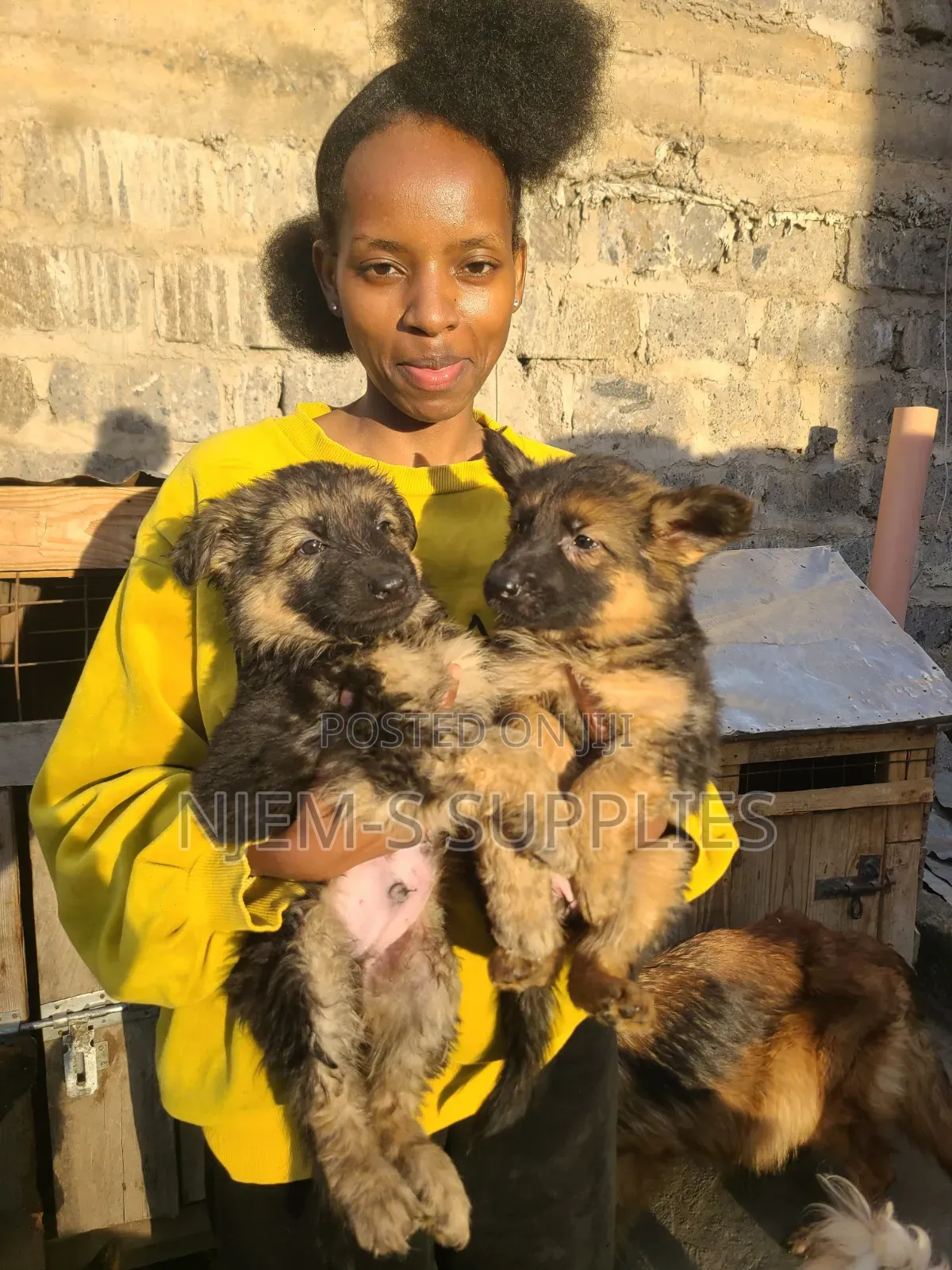 1-3 months Female Purebred German Shepherd