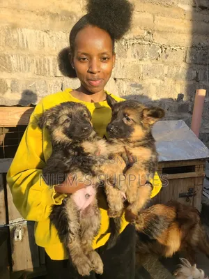 1-3 months Female Purebred German Shepherd