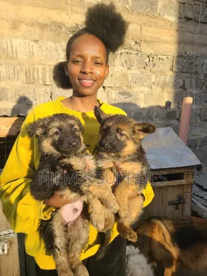 1-3 months Female Purebred German Shepherd