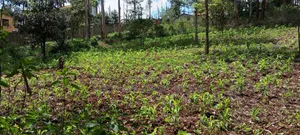 Prime Residential Plots on Sale