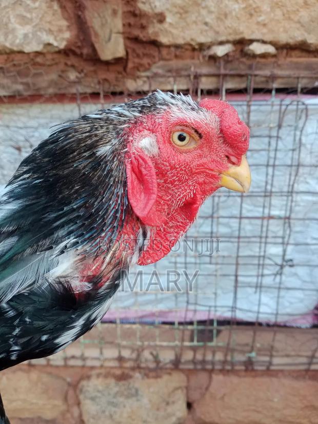 Mature Male Kuchi