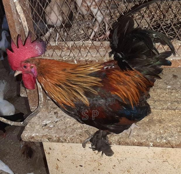 Bantam Jogoos- Fully Mature! - thumbnail 3