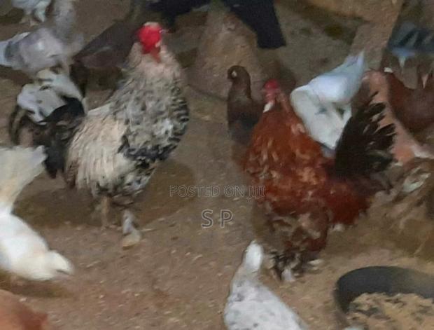 Bantam Jogoos- Fully Mature! - thumbnail 4