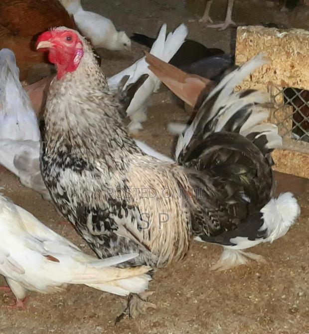 Bantam Jogoos- Fully Mature! - thumbnail 2