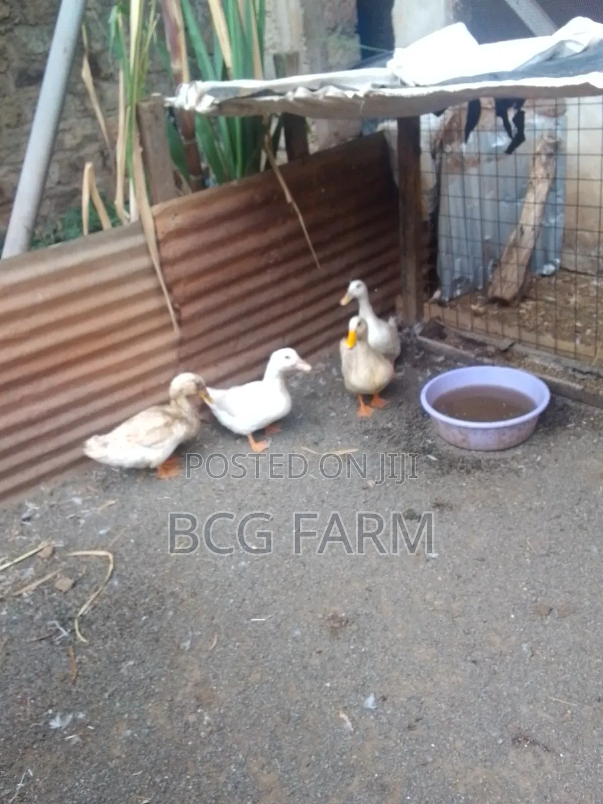 All Types of Ducklings and Eggs Available for Sale