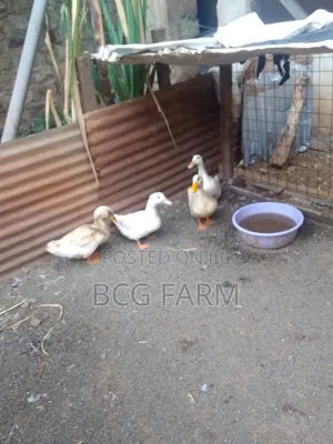 All Types of Ducklings and Eggs Available for Sale