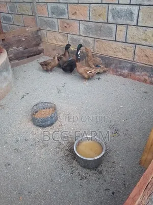 All Types of Ducklings and Eggs Available for Sale