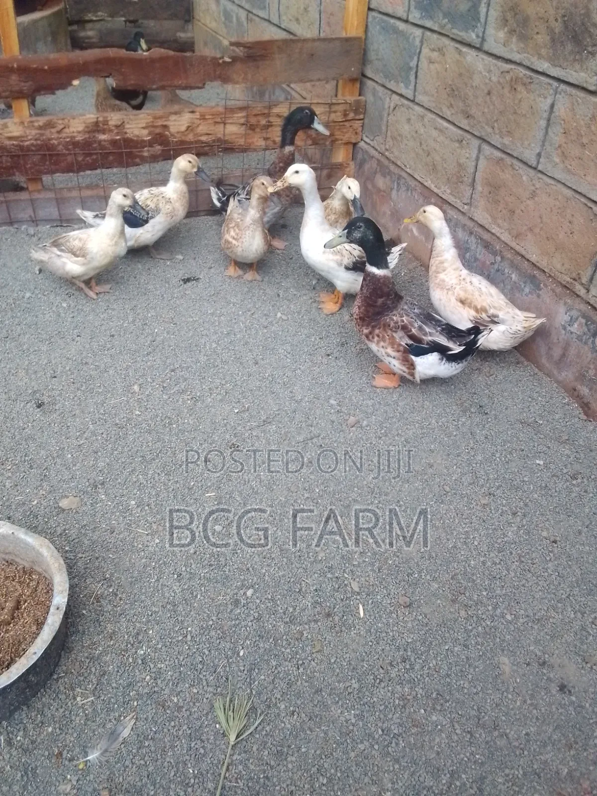 All Types of Ducklings and Eggs Available for Sale
