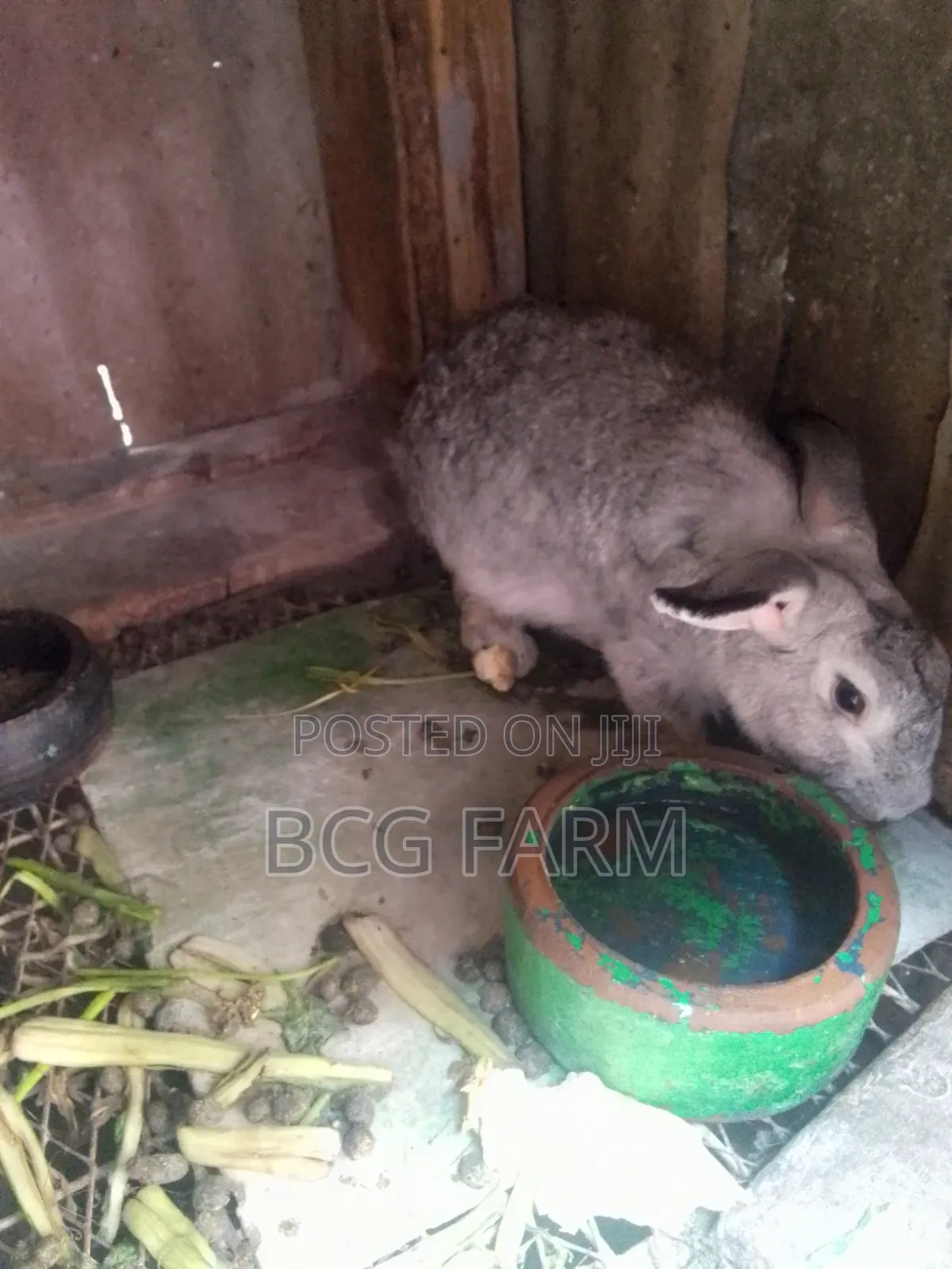 Flemish Giants Rabbit on Sale