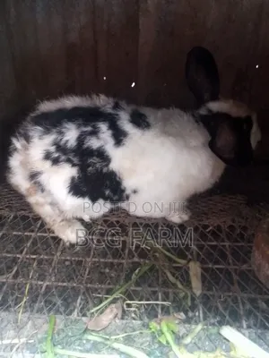 Flemish Giants Rabbit on Sale
