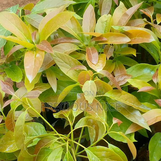 Avocado Seedlings