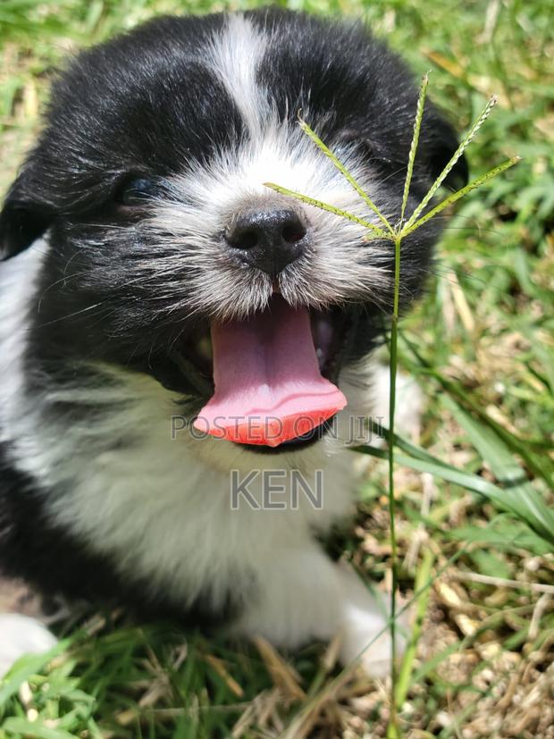 0-1 month Female Mixed Breed Havanese - main view