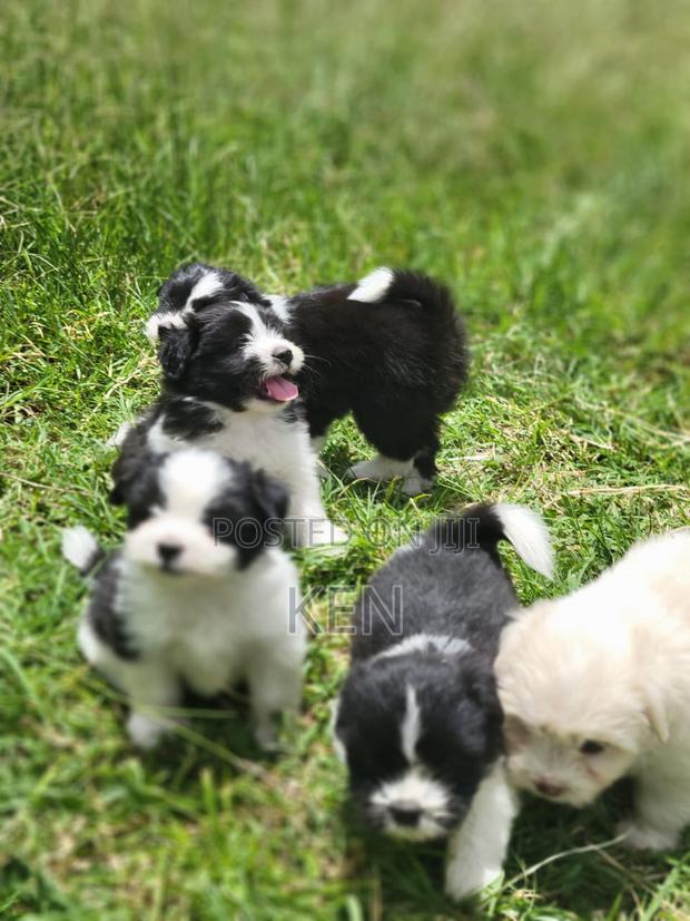 0-1 month Female Mixed Breed Havanese - thumbnail 2