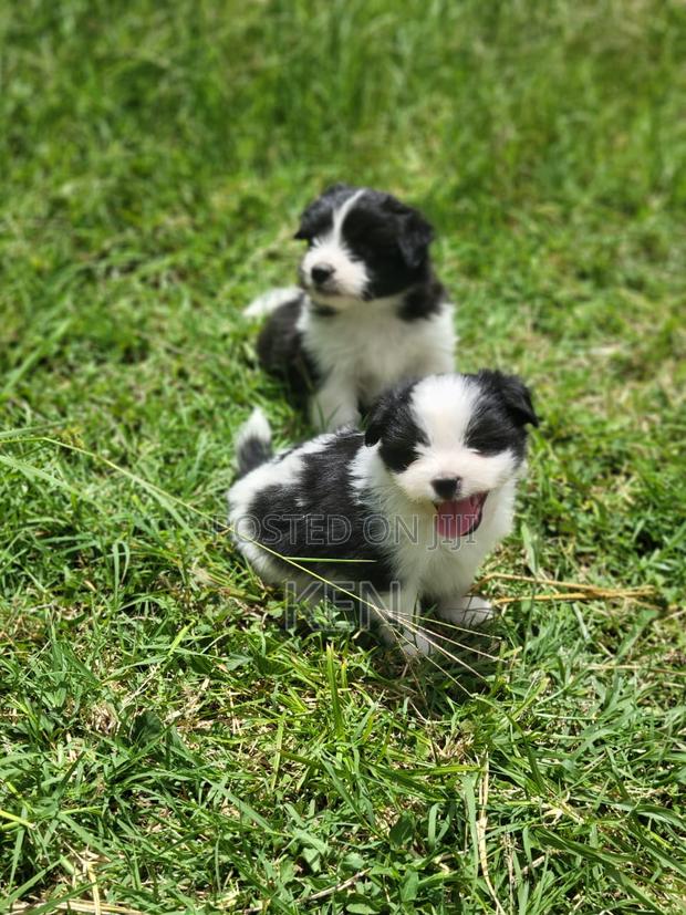 0-1 month Female Mixed Breed Havanese - thumbnail 3