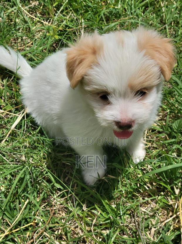 0-1 month Female Mixed Breed Havanese - thumbnail 4